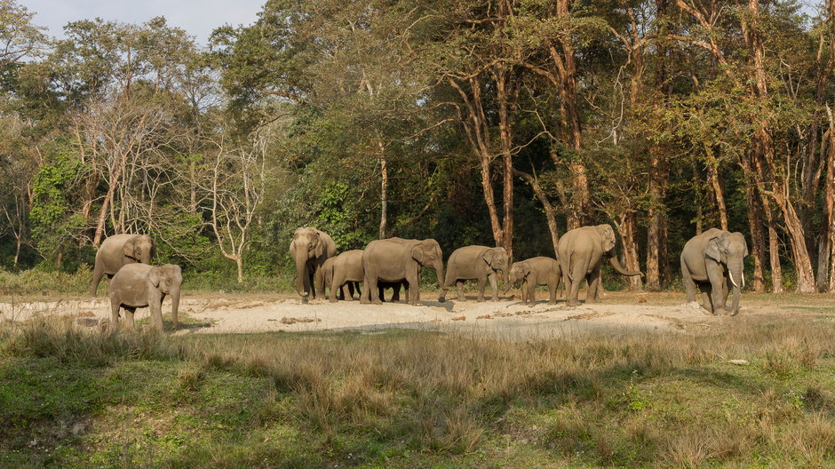 Stado słoni w Indiach (zdjęcie ilustracyjne) 