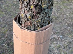 Opaska z tektury falistej na drzewa owocowe. Nie będzie robaków w śliwkach, jeśli owiniesz nią pień śliwy! Kiedy zakładać opaski?