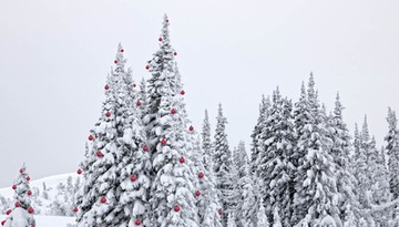 Jak tradycja zrobiła z drzew symbole? Długa podróż drzewa przez historię kultury