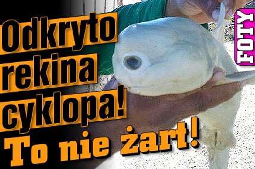 Odkryto rekina cyklopa! To nie żart!