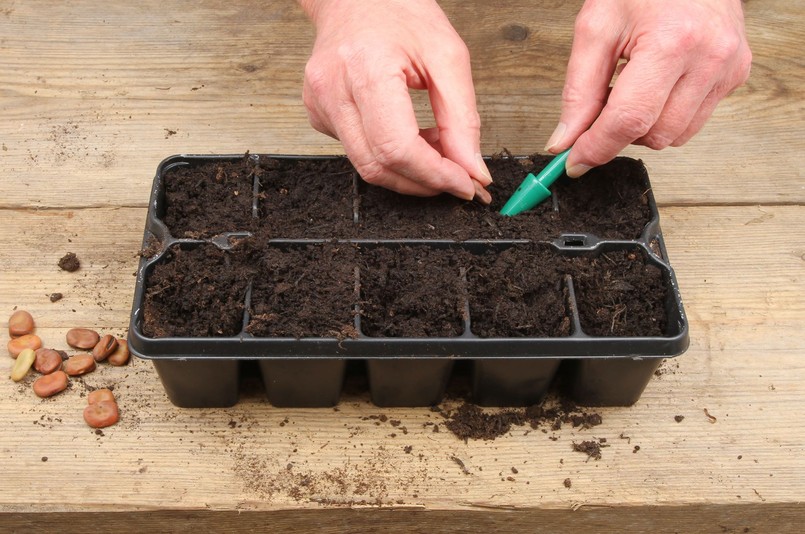 Kiedy wysiewać pomidory na rozsadę?