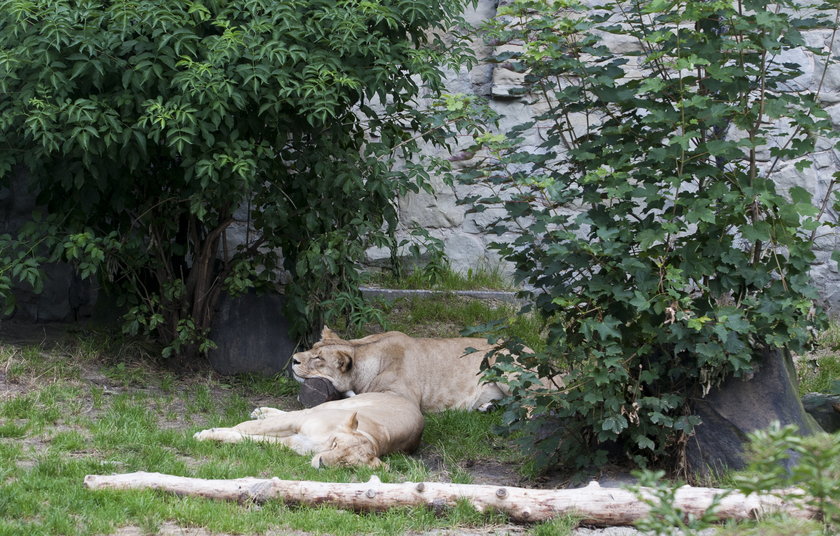 Sjesta w śląskim zoo