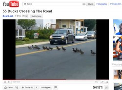 Kaczy pochód na jezdni. Kierowcy musieli czekać!