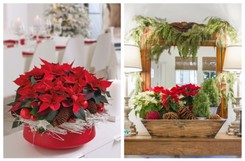 Gwiazda betlejemska. Jak ją wykorzystać w nowoczesnych świątecznych aranżacjach?