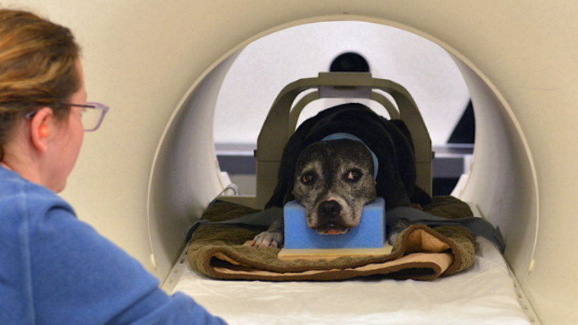 Psy widzą i odbierają świat zupełnie inaczej niż my, fot. Emory Canine Cognitive Neuroscience Lab