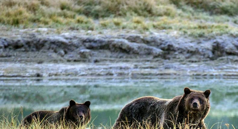 Grizzly bears once flourished across the West's wilderness, but only around 1,500 survive today in the 48 lower US states