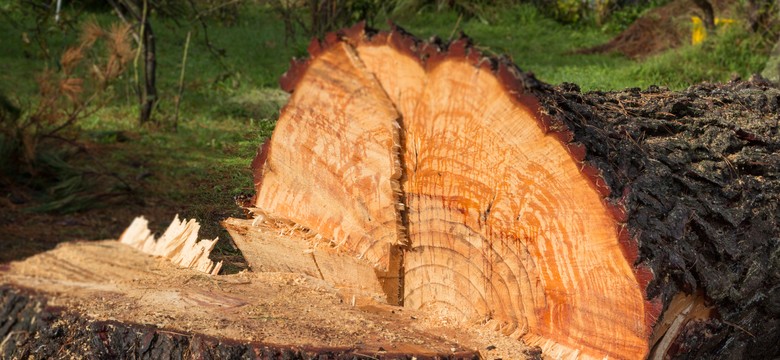 Tarnów: zginął mężczyzna przygnieciony przez drzewo