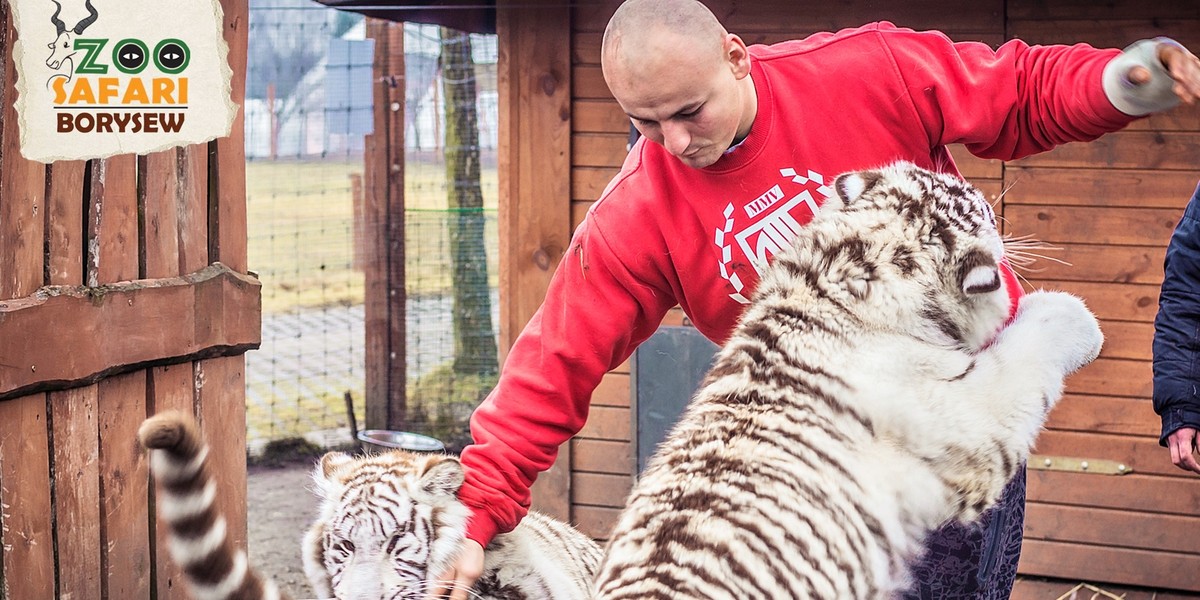 Artur Szpilka i Andrzej Wawrzyk bawili się z tygrysami