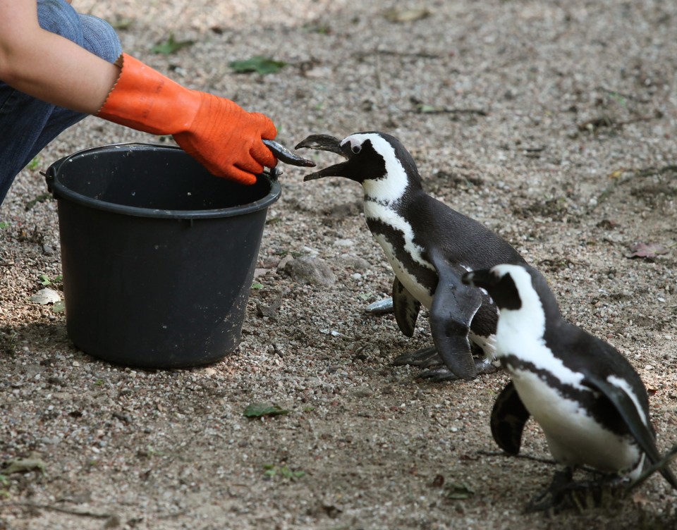 WARSZAWA ZOO POKAZY KARMIENIA