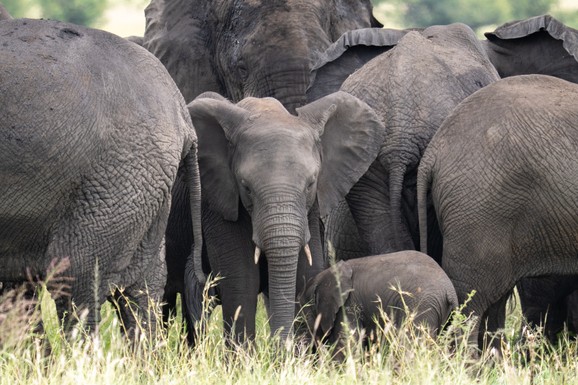 Američkog milionera PREGAZILI SLONOVI dok je lovio antilopu u Africi