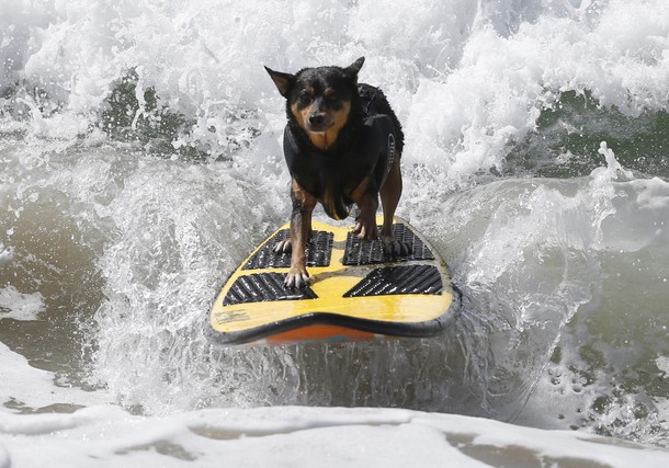 USA-SURFDOGS/