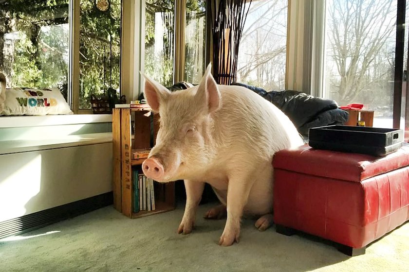 Esther the Wonder Pig