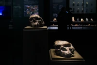 Nowe odkrycie naukowców. "Nasi przodkowie podzielili się na odrębne grupy już milion lat temu"