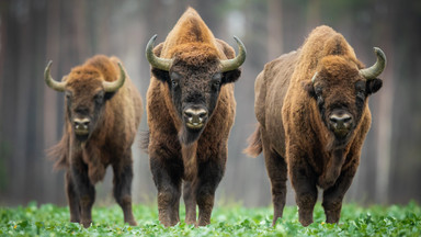 60 lat temu w Bieszczady powróciły żubry