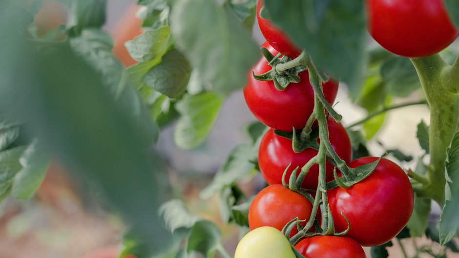 Jak podlewać pomidory?