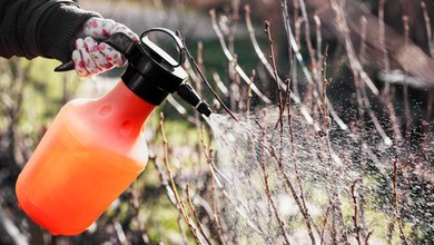 Zrób ten zabieg w styczniu, a wytępisz mszyce przed wiosną