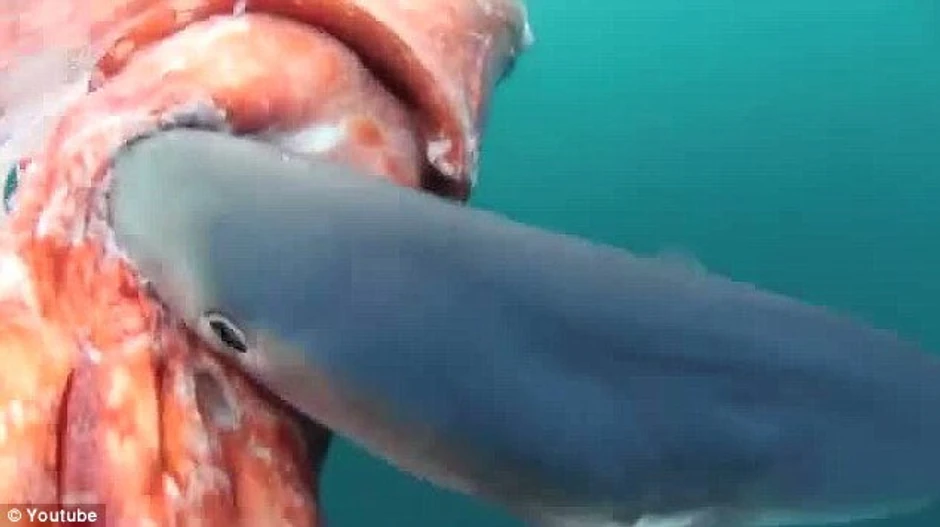 Ajkula grize džinovsku lignju