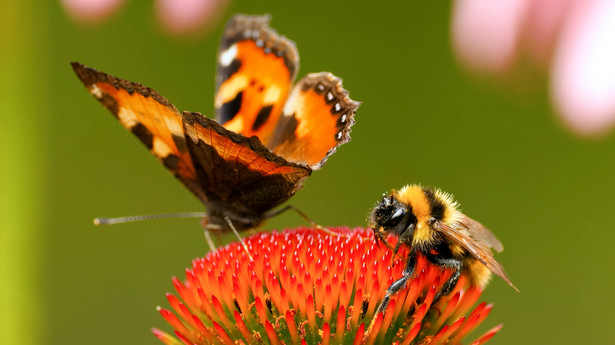 Rośliny, które przyciągają pszczoły i motyle do ogrodu