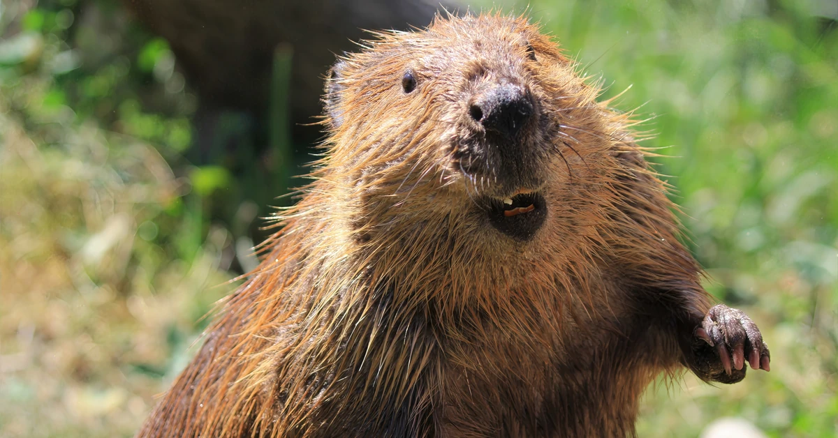 "Banalny" QUIZ z polskich ssaków. Większość odpada na pytaniu o łosia