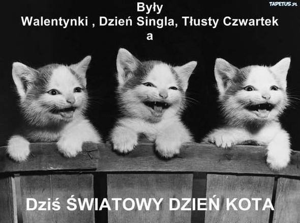 Światowy Dzień Kota - mem