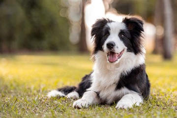 Energikus, sportos, mozgékony, és végtelenül okos. Nem véletlen, hogy a Border Collie az egyik legjobb terelőkutya, és persze a legokosabbnak tartott kutya