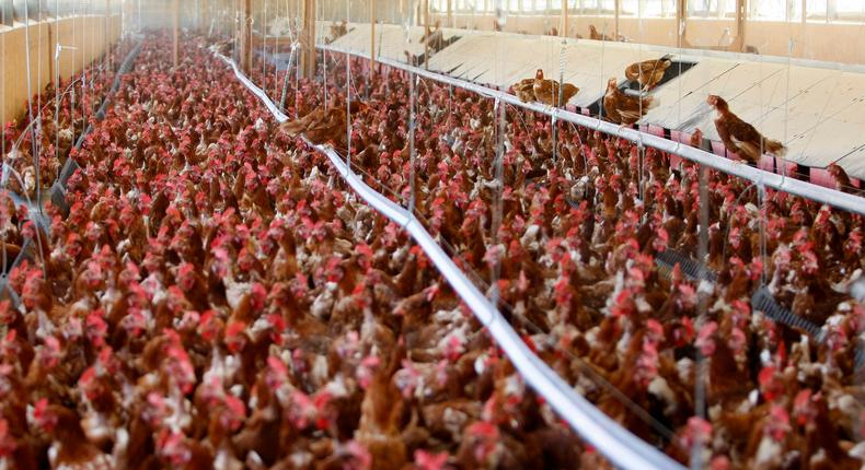 Cage free hens at an egg farm in San Diego County on July 29, 2008.