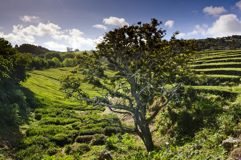 Plantacja herbaty Gorreana, Sao Miguel 