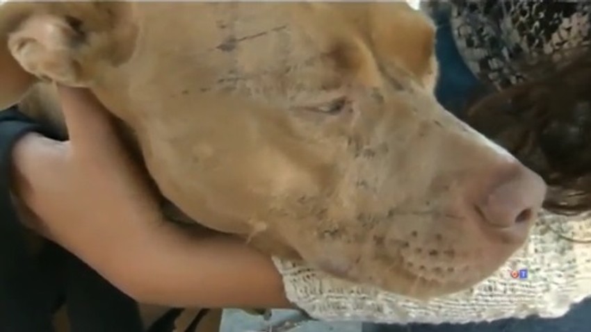 Bandida je najgore prošla