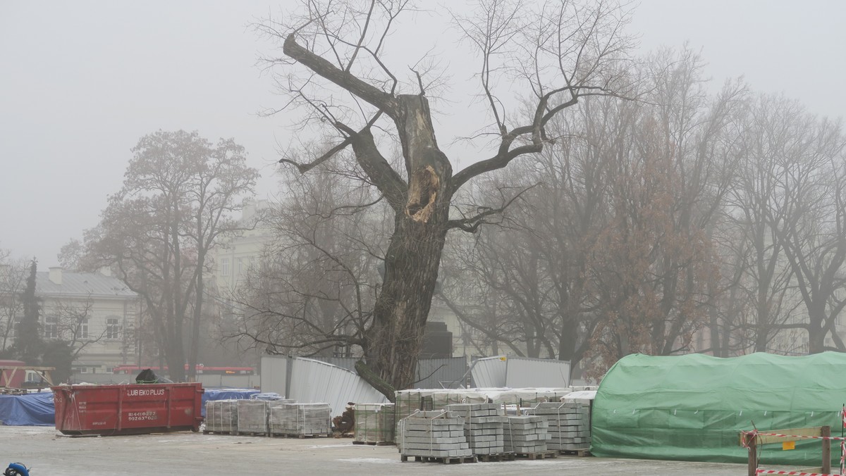 Najprawdopodobniej kilkudziesięcioletni dąb szypułkowy stanie w miejscu, w którym obecnie rośnie słynny lubelski Baobab. Miasto rozpoczęło już poszukiwania odpowiedniego drzewa, które spełni szereg warunków. Na jutrzejszej sesji radni zajmą się projektem wykreślającym topolę czarną z listy pomników przyrody.