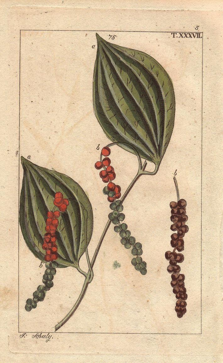 Black pepper leaves, peppercorn, seeds, Piper nigrum