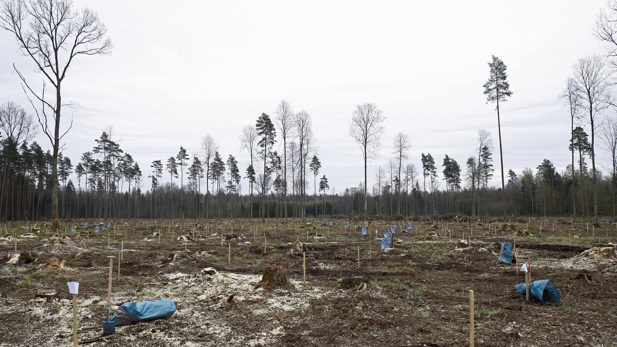 sadzenie drzew Puszcza Białowieska