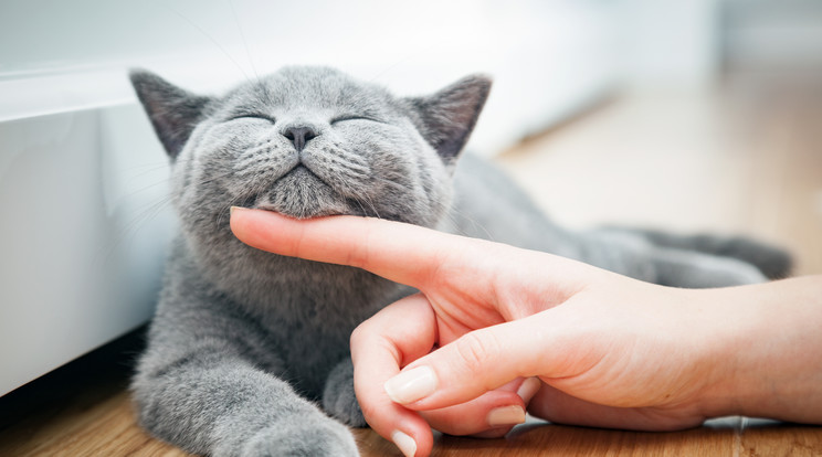 Bízza cicaszitterre a macskáját, ha nyaralni megy! Fotó: Shutterstock