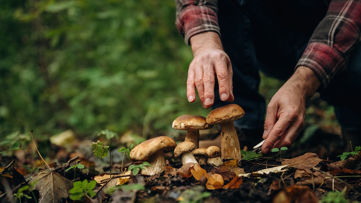 Imagine Stire Războiul tărtăcuțelor. Pădurile din Polonia, luate cu asalt de culegătorii de ciuperci din România, care îi amenință pe localnici: „Caravane de mașini și microbuze. Totul este golit!” | 2review.ro