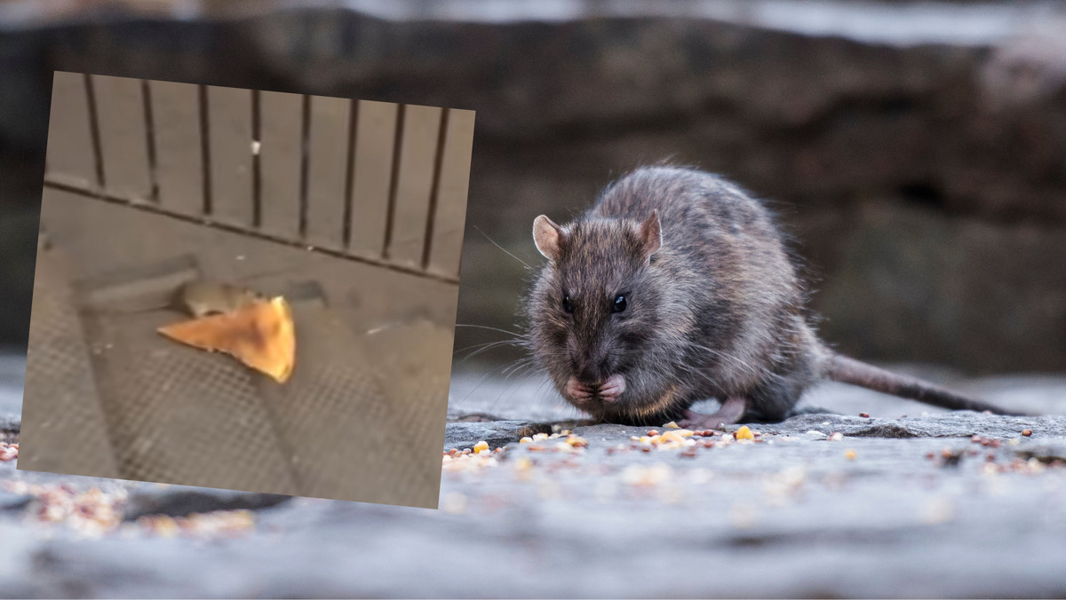Szczury hitową atrakcją turystyczną Nowego Jorku