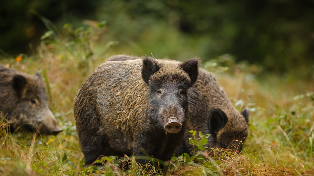 Od dłuższego czasu trwa nierówna walka urzędników z dzikami. Zwierzęta coraz częściej i coraz głębiej zapuszczają się w tereny zamieszkałe przez ludzi. Problem dotyczy zwłaszcza mieszańców północnej części miasta. Zakupione przez miasto pułapki nie rozwiązały problemu. Od listopada nie udało się złapać dzięki odłowni ani jednego dzika, ale akcja będzie kontynuowana.