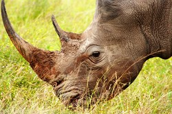 Nosorożec zaatakował w zoo. Nie żyje kobieta, jej mąż ciężko ranny