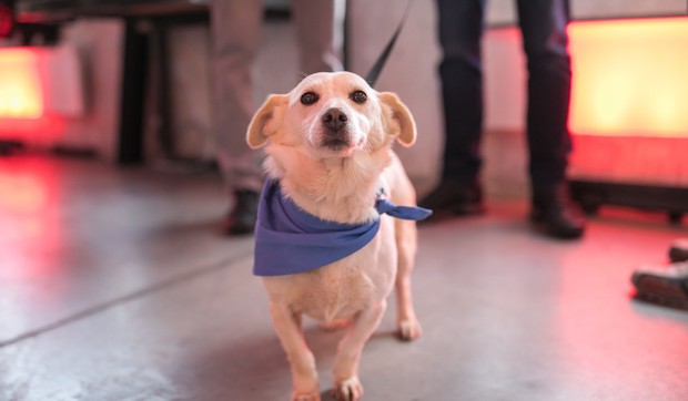 Tea, udomljavanje, psi