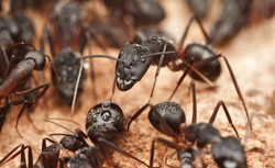 Przesyłka z mrówkami przechwycona na lotnisku w Manili. Przyleciała z Wrocławia