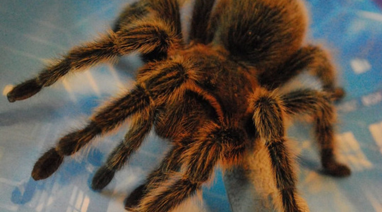 Hatalmas pók  ijesztette meg a turistákat /Illusztráció: Nortfoto
