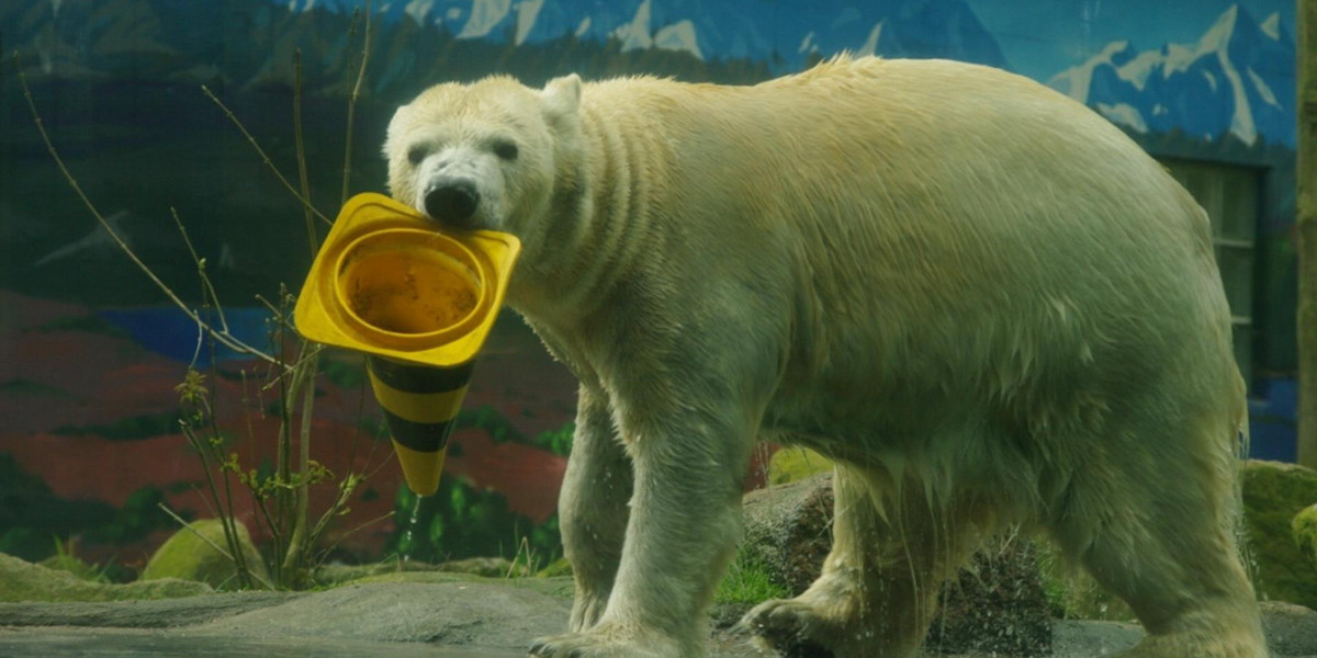 Dramatyczna sytuacja w niemieckim ZOO. Niektóre zwierzęta zostaną zabite