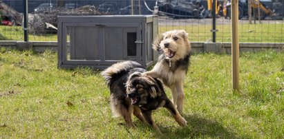 Okno życia dla zwierzaków coraz bardziej oblegane