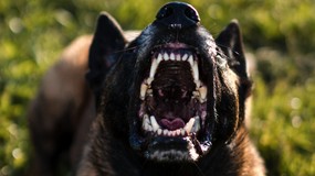 Agresywne psy poza kontrolą? Związek Kynologiczny apeluje o zmiany w prawie