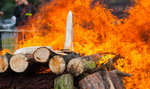 Damięcki spalił kość słoniową w poznańskim zoo