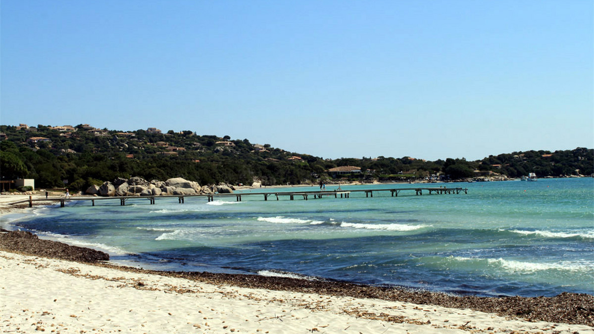 Od początku lipca na plażach Bretanii w zatoce Saint Brieuc znaleziono ponad 30 martwych dzików - podały w czwartek francuskie media. Według jednej z hipotez, przyczyną tajemniczej "czarnej serii" mogą być groźne zielone glony, wytwarzające siarkowodór.