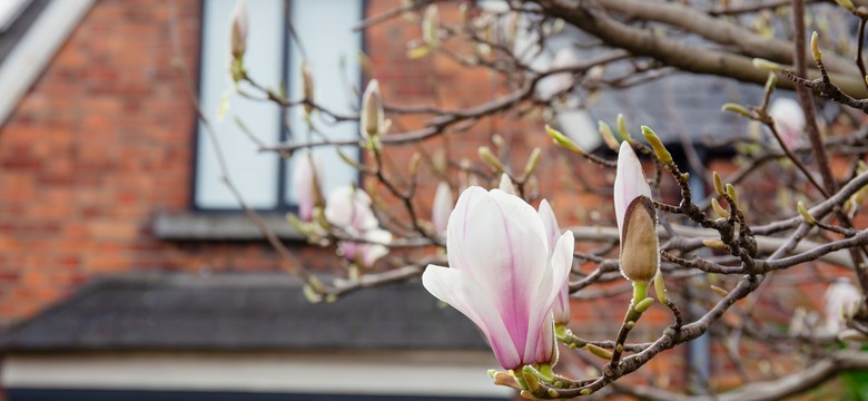 Kiedy koniec mrozów 2026? Kiedy będzie ciepło? Polska podzielona na pół, zima nie odpuszcza
