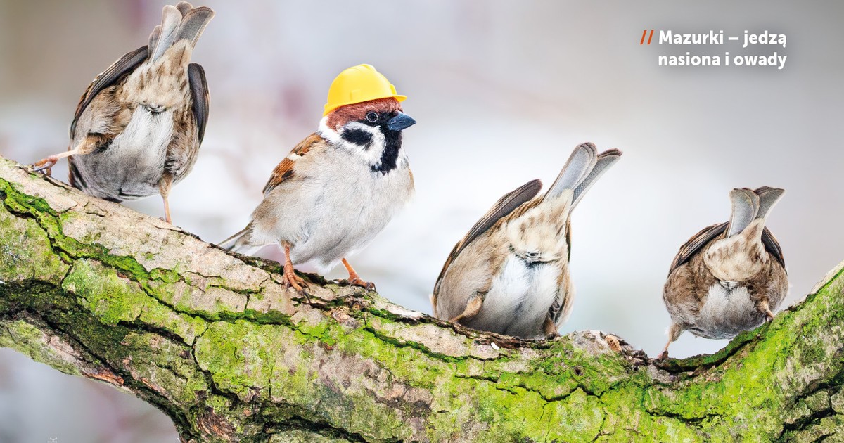 Zróbmy miejsce dla wszystkich - kampania w obronie ptaków i nietoperzy