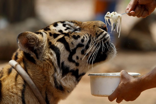 Spotlight: Thailand's Tiger Temple