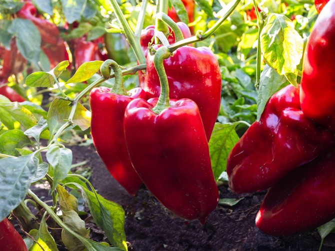 Rešenje za rekordni rok paprika krije se u vašem ormaru: Ruskinje su otkrile trik zlata vredan