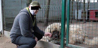 Były policjant kierował schroniskiem. Miał okrutnie znęcać się nad psami. "Kopał i bił pałką"