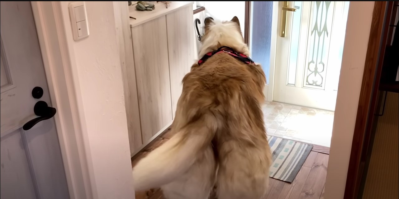 O tom, že sa stane psom sníval od detstva. 